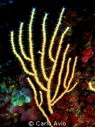 Eunicella cavolini by Carlo Avio 